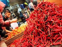 Petani di Ternate Minim Perhatian Pemerintah