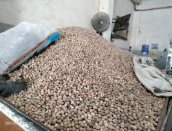Kopra dan Cengkih Masih Stabil, Harga Biji Pala Bakal Anjlok