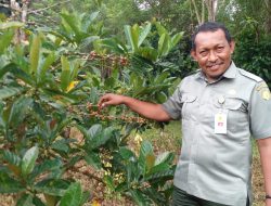 Kementan RI Lestarikan Kopi Peninggalan Belanda di Hamahera Selatan