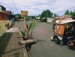 Pemkab Halbar Cuek, Warga Tanam Pohon di Jalan Berlubang