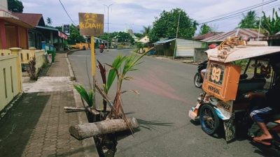 Pemkab Halbar Cuek, Warga Tanam Pohon di Jalan Berlubang