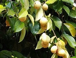 Harga Pala di Maluku Utara Bakal Anjlok, Kopra Tetap Stabil