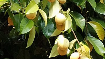 Harga Pala di Maluku Utara Bakal Anjlok, Kopra Tetap Stabil