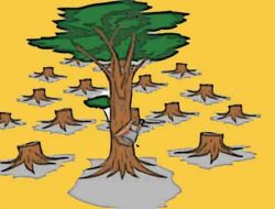 Bahaya…! Pembalakan Liar Marak di Halmahera Selatan