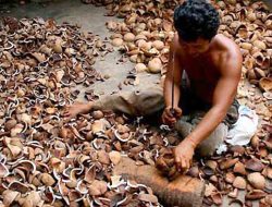 Harga Kopra di Maluku Utara Turun Drastis