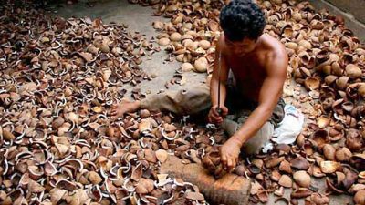 Harga Kopra di Maluku Utara Turun Drastis