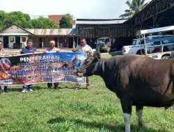 Haji Robert Salurkan 97 Ekor Sapi untuk Kurban