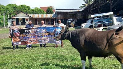 Haji Robert Salurkan 97 Ekor Sapi untuk Kurban