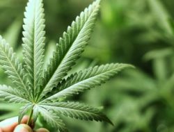 Di Maluku Utara, Usia Remaja Sudah Terlibat Bisnis Narkoba