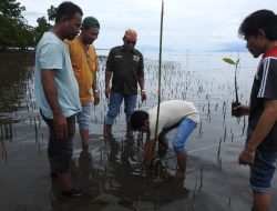 Mangrove Digilas Tambang, Warga Pesisir di Maluku Utara Terancam