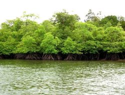 Waspada…! Sudah Banyak Kawasan Mangrove di Maluku Utara Beralih Fungsi
