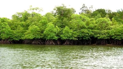 Waspada…! Sudah Banyak Kawasan Mangrove di Maluku Utara Beralih Fungsi