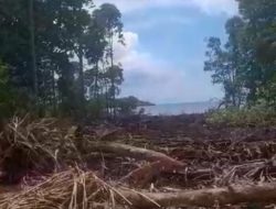 Mangrove Dirusak Tambang, DLH Halteng Investigasi, Dishut Provinsi Bungkam