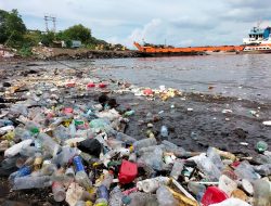 Hasil Penelitian Temukan Ikan di Perairan Ternate Tercemar Unsur Berbahaya