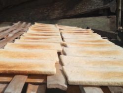 Urgensi Menjawab Krisis Pangan Global, Sagu Sebagai Solusinya