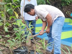 Gandeng KNPI, DLH Bersama AJI Ternate Tanam Pohon di Sekitar Mata Air