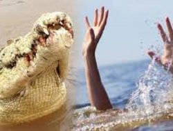 Seorang Pria di Kecamatan Jailolo Selatan Tewas Diterkam Buaya