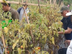 Kelompok Tani di Ternate Panen Ratusan Kilogram Tomat