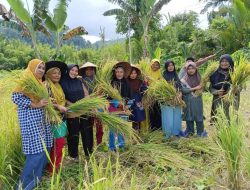 Warga di Halmahera Selatan Panen Padi, Hasilnya Menggembirakan