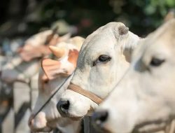 Distan Ternate Pastikan Hewan Kurban Sehat dan Layak Konsumsi