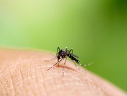 DBD Kepung Morotai, Warga Diminta Jaga Kebersihan Lingkungan