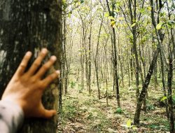 Pria Paruh Baya di Morotai Dikabarkan Hilang saat Pergi ke Kebun