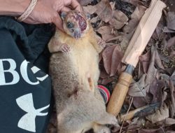 Pengelola Pulo Tareba Tangkap Pemburu Kuskus Mata Biru di Ternate