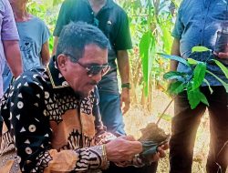 Sultan Tidore Tanam Bibit Pala Bersama MPH Sinode GPM di Sofifi