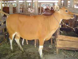 Jelang Iduladha, OPD Pemkot Ternate Sumbang Hewan Kurban