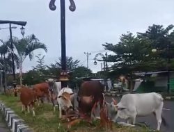 Pemprov Maluku Utara Minta Warga Sofifi Kandangkan Hewan Ternak