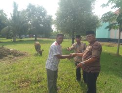 Kemenag Maluku Utara Serahkan Hewan Kurban ke Pengurus Masjid