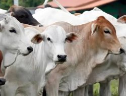 Unkhair Siapkan Tujuh Ekor Hewan Kurban, Panitia Pastikan Masih Ada Tambahan