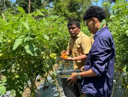 Kelompok Tani Binaan Distan Ternate Kembali Panen Tomat