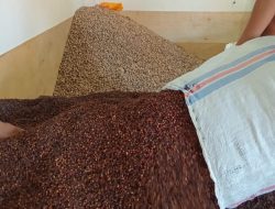 Harga Cengkih dan Pala di Morotai Anjlok