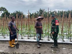 Dukung Ketahanan Pangan, Pemdes Panamboang Sulap Lahan Kosong Jadi Kebun Tomat