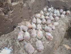 Polsek Galela Amankan Granat dan Amunisi Diduga Peninggalan Perang Dunia II