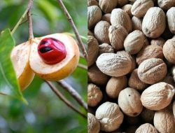 Harga Pala di Ternate Masih Stabil