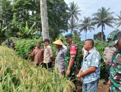 NHM dan Petani di Kao Barat Kolaborasi Menuju Kemandirian Pangan 