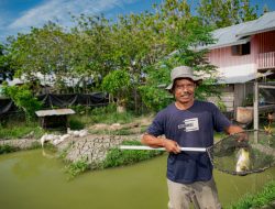 Cerita Nia dan Bambang, Petani Binaan Harita Nickel yang Sukses Jadi Pemasok Bahan Pangan