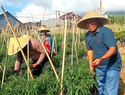 Dinas Pertanian Ternate Jamin Stok Pangan Aman Jelang Nataru