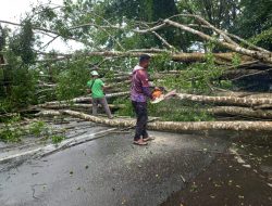 Hujan Deras, Pohon Besar Tumbang di Depan Kantor Bupati Halmahera Barat