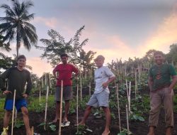 Petani Milenial Ternate Fokus Budidaya Tanaman Hortikultura