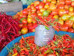 Harga Tomat dan Cabai di Morotai juga Ikut Naik