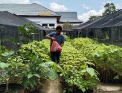 Bahaya Merkuri bagi Manusia dan Lingkungan 