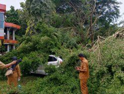 Mobil Kasubag TU Halmahera Barat Tertimpa Pohon Tumbang