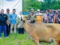 Pemkab Halmahera Barat Salurkan 75 Ekor Sapi Kurban