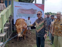 Bupati Halbar Serahkan Sapi Kurban Bantuan Presiden di Bobanehena