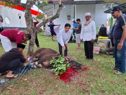 Pertamina Ternate Sembelih 8 Ekor Hewan Kurban