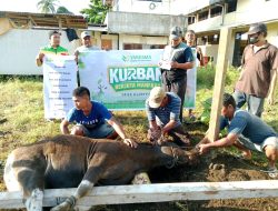 Yakesma Maluku Utara Salurkan 88 Hewan Kurban di Daerah Pesisir
