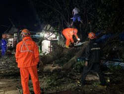 Basarnas Ternate Bersihkan Pohon Tumbang di Jalan Utama Sasa